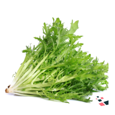 Organic Endive Ruffec Seeds