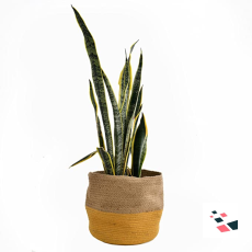 Greenri Sole Pebble Heavy Duty...