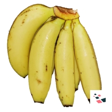 Baby Banana - Robusta