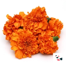 Marigold - Orange - 500 Grams