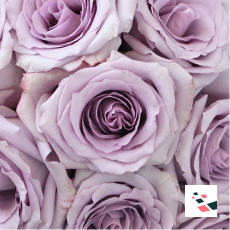 Lavender Ocean Song Rose